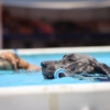 dock-diving-michelle-01
