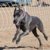 fast-cat-michelle-01